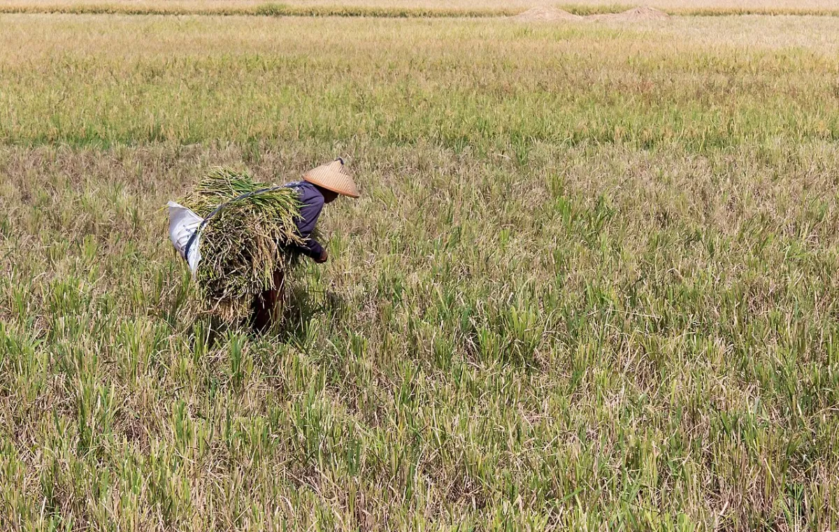 Farmer carrying harvested rice through a field