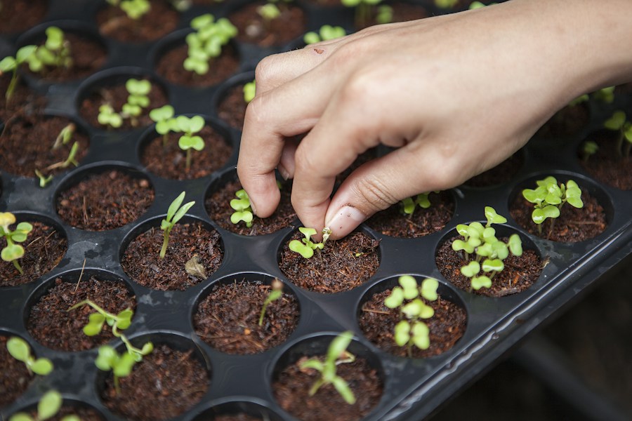 Hands planting young seedlings into soil at a partner farm